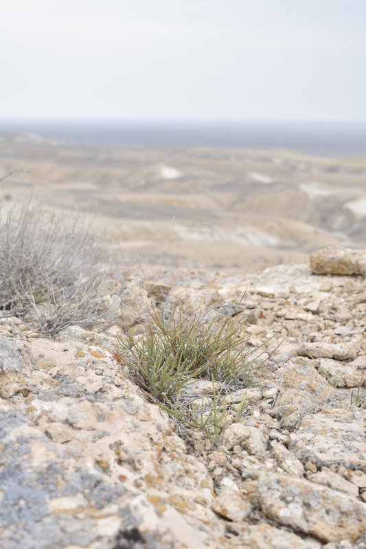 Ephedra属植物の分布域調査 1(ウズベキスタン)