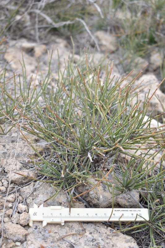 Ephedra属植物の分布域調査 2(ウズベキスタン)